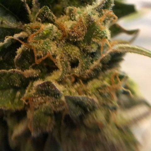 Blue Dream Auto growlog timeline photo
