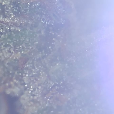 Blue Dream Auto growlog timeline photo