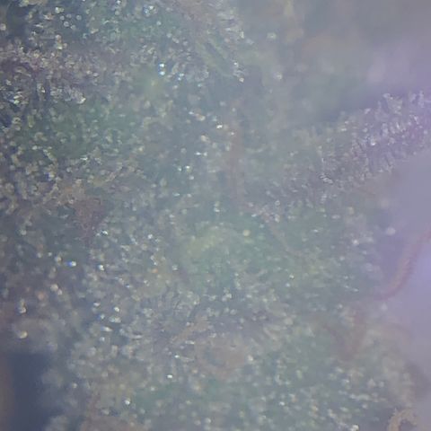 Blue Dream Auto growlog timeline photo