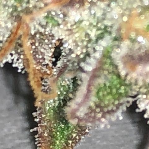 Blue Dream Auto growlog timeline photo