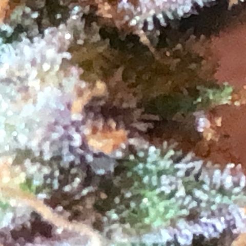 Blue Dream Auto growlog timeline photo