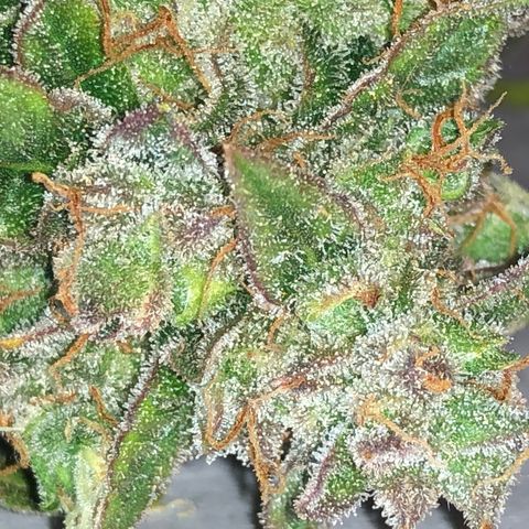 Blue Dream Auto growlog timeline photo