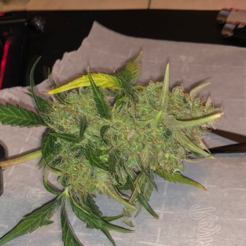 Blue Dream Auto growlog timeline photo
