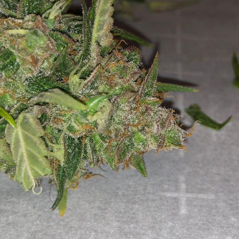 Blue Dream Auto growlog timeline photo