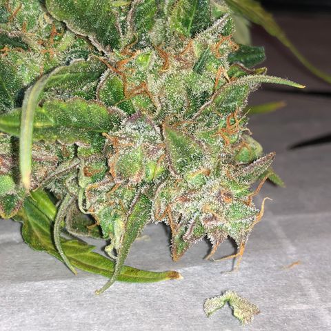 Blue Dream Auto growlog timeline photo