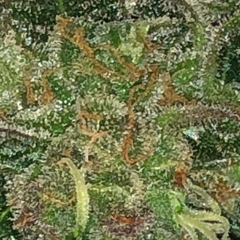 Blue Dream Auto growlog timeline photo