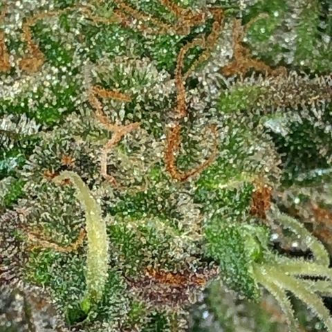Blue Dream Auto growlog timeline photo