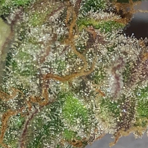 Blue Dream Auto growlog timeline photo