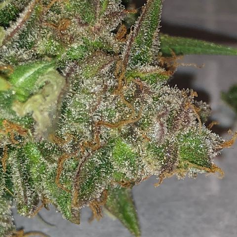 Blue Dream Auto growlog timeline photo