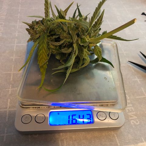 Blue Dream Auto growlog timeline photo