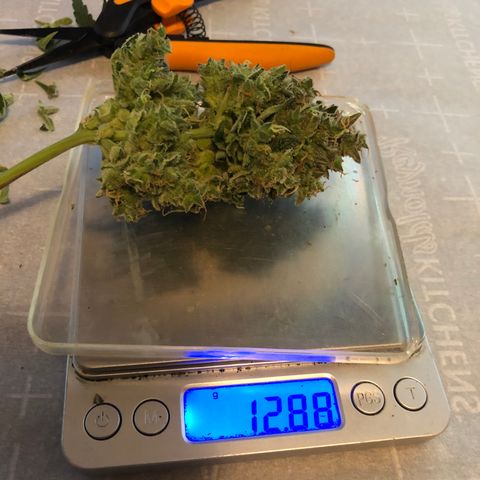 Blue Dream Auto growlog timeline photo