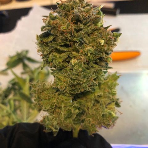 Blue Dream Auto growlog timeline photo
