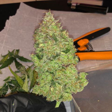Blue Dream Auto growlog timeline photo