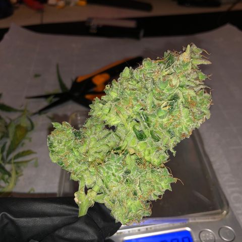 Blue Dream Auto growlog timeline photo
