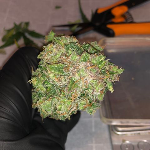 Blue Dream Auto growlog timeline photo