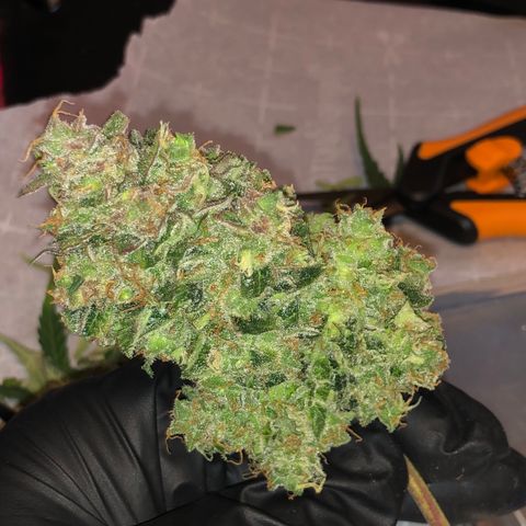 Blue Dream Auto growlog timeline photo