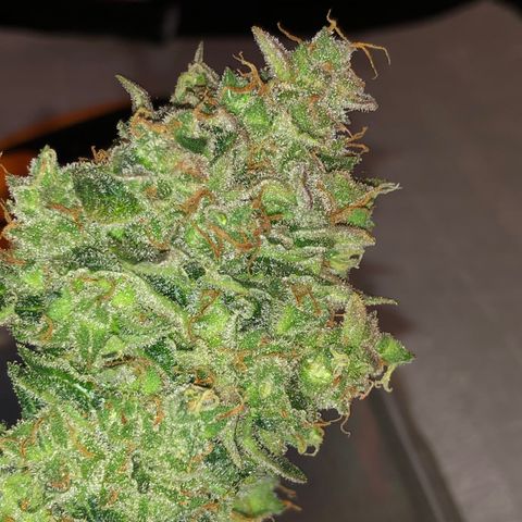 Blue Dream Auto growlog timeline photo