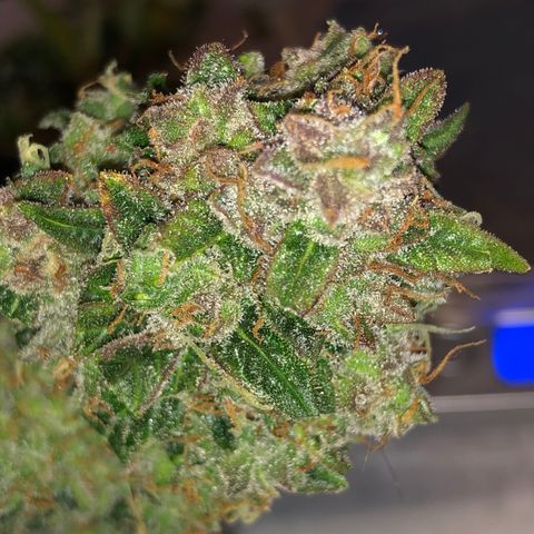 Blue Dream Auto growlog timeline photo