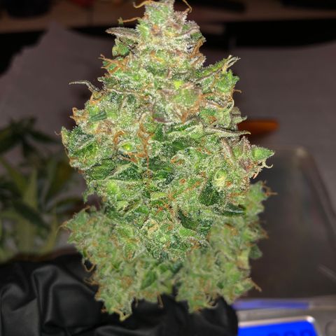 Blue Dream Auto growlog timeline photo