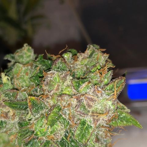 Blue Dream Auto growlog timeline photo