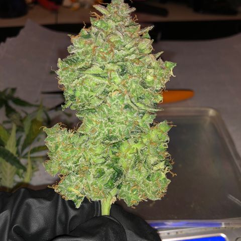 Blue Dream Auto growlog timeline photo