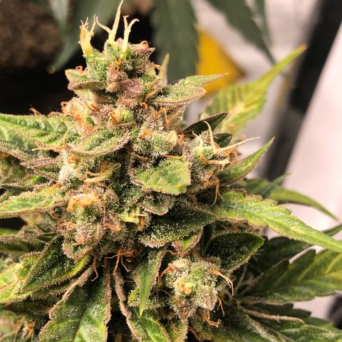 Blue Dream Auto growlog photo: 10:29 am looking good  a lot of light getting to those buds where I chopped the cola off yesterday 