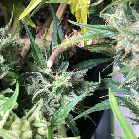 Blue Dream Auto growlog photo: 10:29 am looking good  a lot of light getting to those buds where I chopped the cola off yesterday 