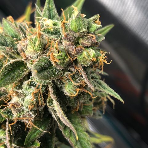 Blue Dream Auto growlog photo: 10:45 am found one nanner I checked really good elsewhere too. If I see one more we will isolate and out into 48hrs of dark before chopping. I’d rather not get any nanners and chop at current trichomes than end up seeded. And risk pollinating the other plants in here.