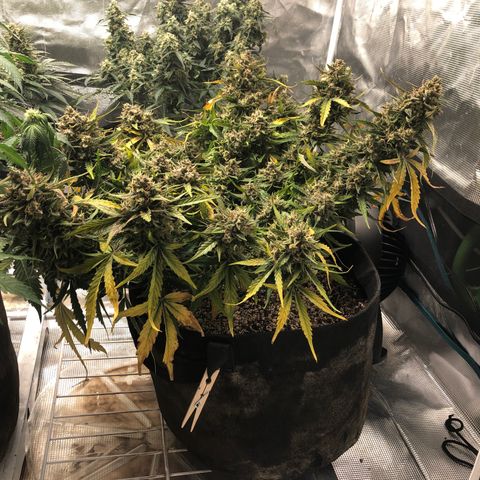 Blue Dream Auto growlog photo: 10:45 am found one nanner I checked really good elsewhere too. If I see one more we will isolate and out into 48hrs of dark before chopping. I’d rather not get any nanners and chop at current trichomes than end up seeded. And risk pollinating the other plants in here.