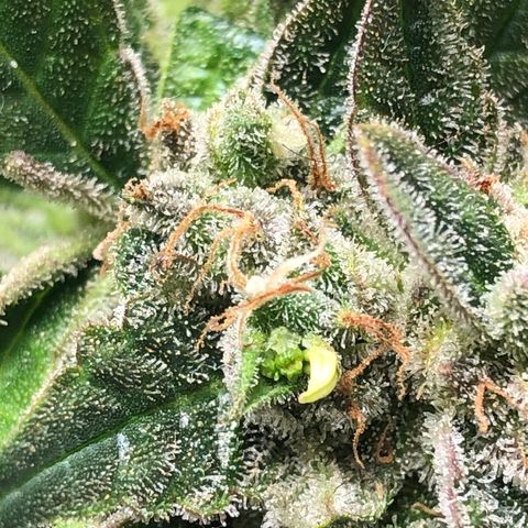 Blue Dream Auto growlog photo: 10:45 am found one nanner I checked really good elsewhere too. If I see one more we will isolate and out into 48hrs of dark before chopping. I’d rather not get any nanners and chop at current trichomes than end up seeded. And risk pollinating the other plants in here.