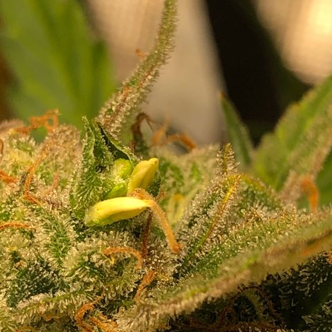 Blue Dream Auto growlog photo: 5:45 found more nanners pulled her j to 48 hours of darkness then harvest setting alarm now