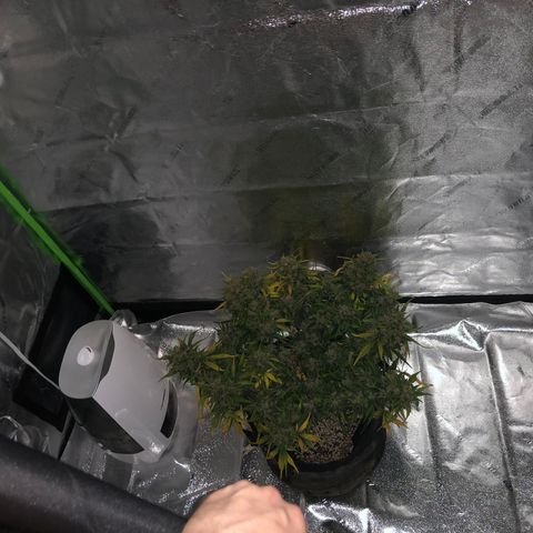 Blue Dream Auto growlog photo: 5:45 found more nanners pulled her j to 48 hours of darkness then harvest setting alarm now