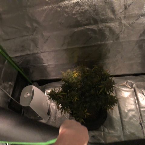 Blue Dream Auto growlog photo: 5:45 found more nanners pulled her j to 48 hours of darkness then harvest setting alarm now