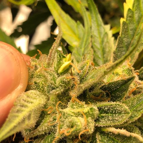 Blue Dream Auto growlog photo: 5:45 found more nanners pulled her j to 48 hours of darkness then harvest setting alarm now