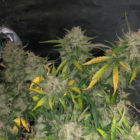 Blue Dream Auto growlog photo: 10:28 am no idea if the dark or ice is doing anything so hoping to be able to see differences in the pictures