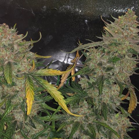 Blue Dream Auto growlog photo: 10:28 am no idea if the dark or ice is doing anything so hoping to be able to see differences in the pictures