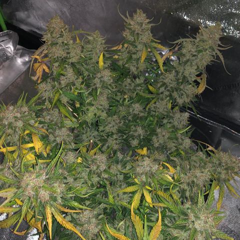 Blue Dream Auto growlog photo: 10:28 am no idea if the dark or ice is doing anything so hoping to be able to see differences in the pictures