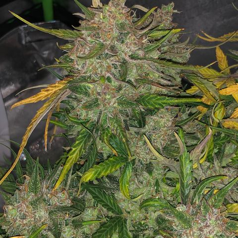 Blue Dream Auto growlog photo: 10:47 harvest in 8 hours seems like yeah it maybe got a bit more crystally 