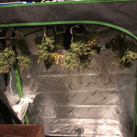 Blue Dream Auto growlog photo: It is done 541.75 wet weight