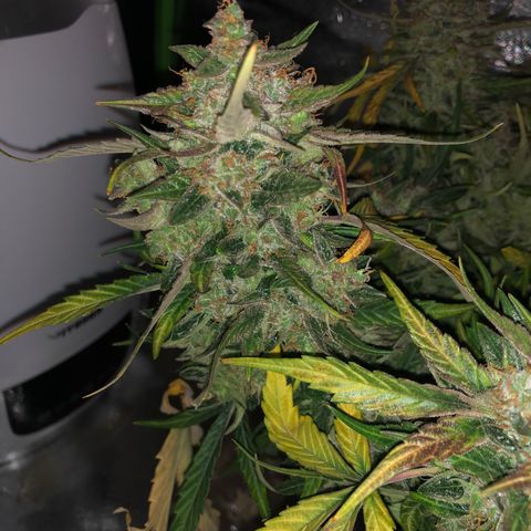 Blue Dream Auto growlog photo: 10:47 harvest in 8 hours seems like yeah it maybe got a bit more crystally 