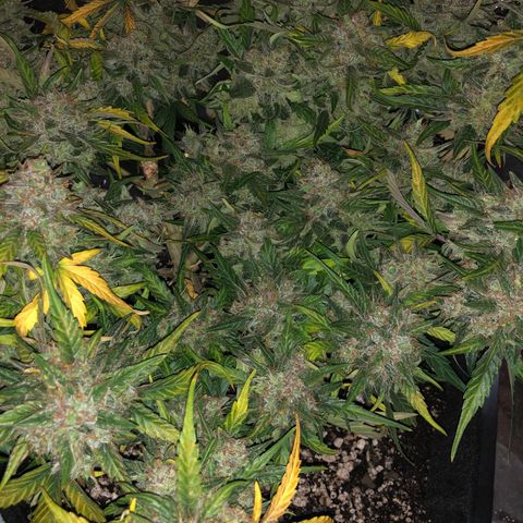Blue Dream Auto growlog photo: 10:47 harvest in 8 hours seems like yeah it maybe got a bit more crystally 