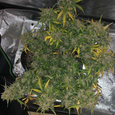 Blue Dream Auto growlog photo: 7:11 pm last time being a whole plant ever
