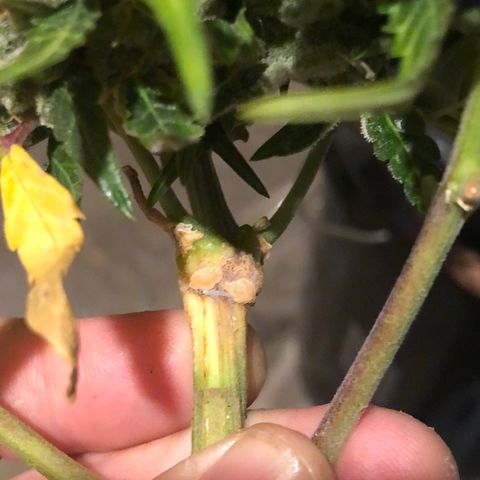 Blue Dream Auto growlog photo: It is done 541.75 wet weight