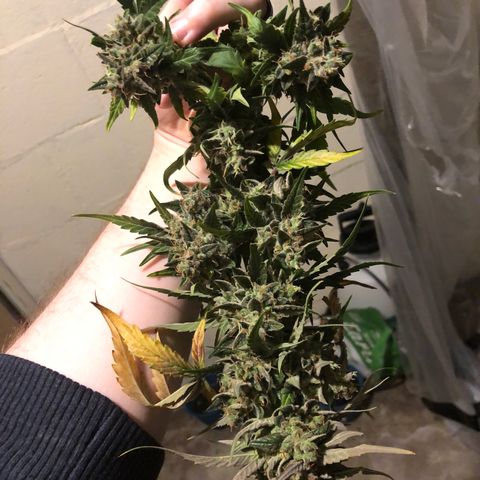 Blue Dream Auto growlog photo: It is done 541.75 wet weight