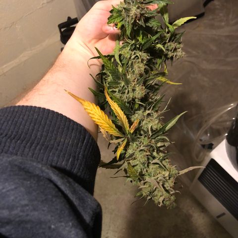 Blue Dream Auto growlog photo: It is done 541.75 wet weight