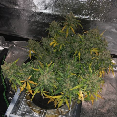 Blue Dream Auto growlog photo: 7:11 pm last time being a whole plant ever