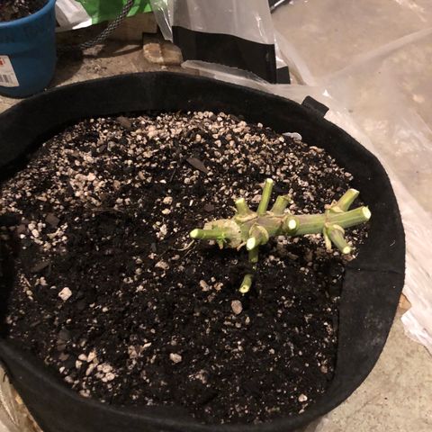 Blue Dream Auto growlog photo: It is done 541.75 wet weight
