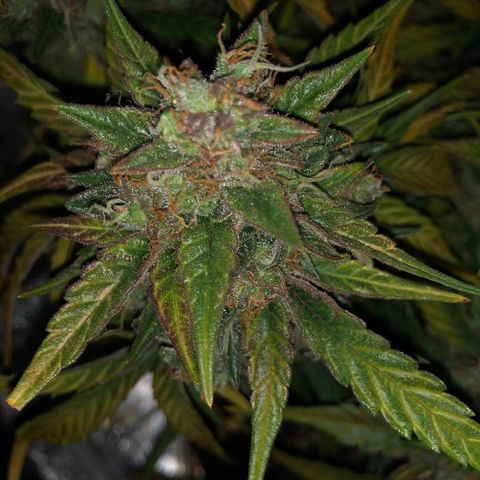 Blue Dream Auto growlog photo: 10:47 harvest in 8 hours seems like yeah it maybe got a bit more crystally 