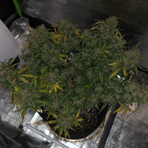 Blue Dream Auto growlog photo: 10:47 harvest in 8 hours seems like yeah it maybe got a bit more crystally 