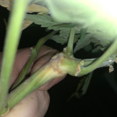 Blue Dream Auto growlog photo: It is done 541.75 wet weight